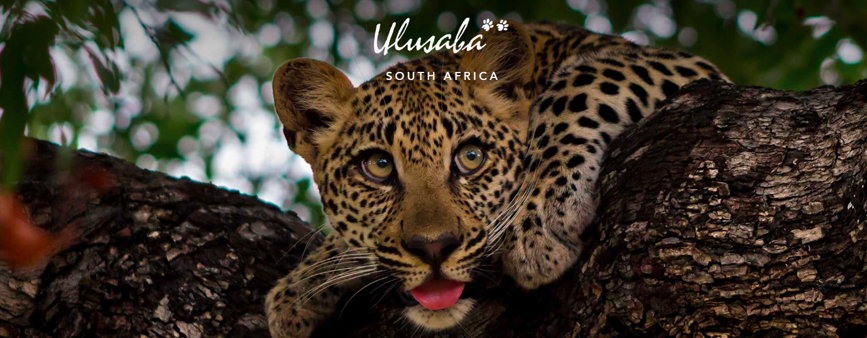 Ulusaba Private Game Reserve